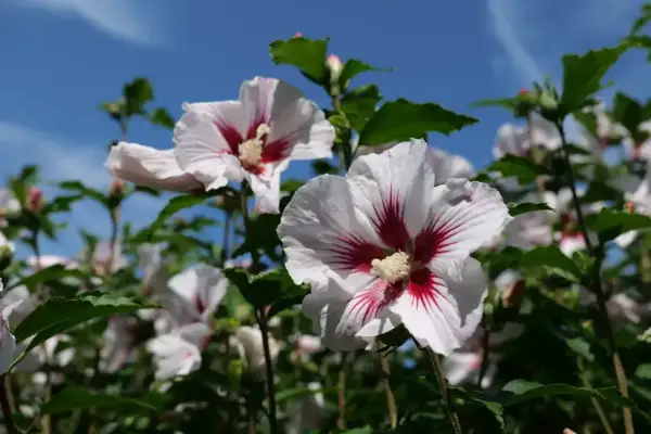 Piękne, białe kwiaty hibiskusa z czerwonymi żyłkami w środku, kwitnące na tle błękitnego nieba.
