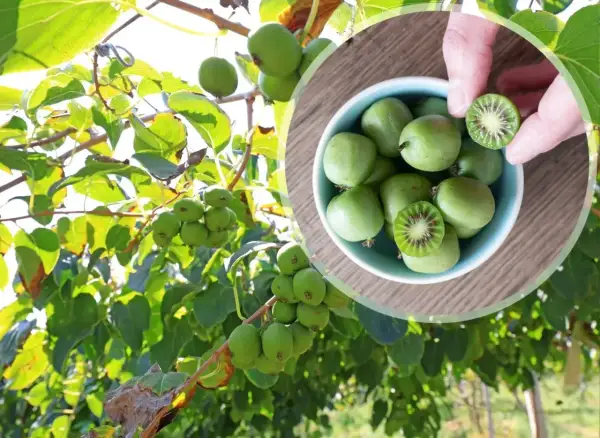 Mini kiwi uprawa: zielone owoce dojrzewają na gałęziach, a w miseczce widać ich przekrój.